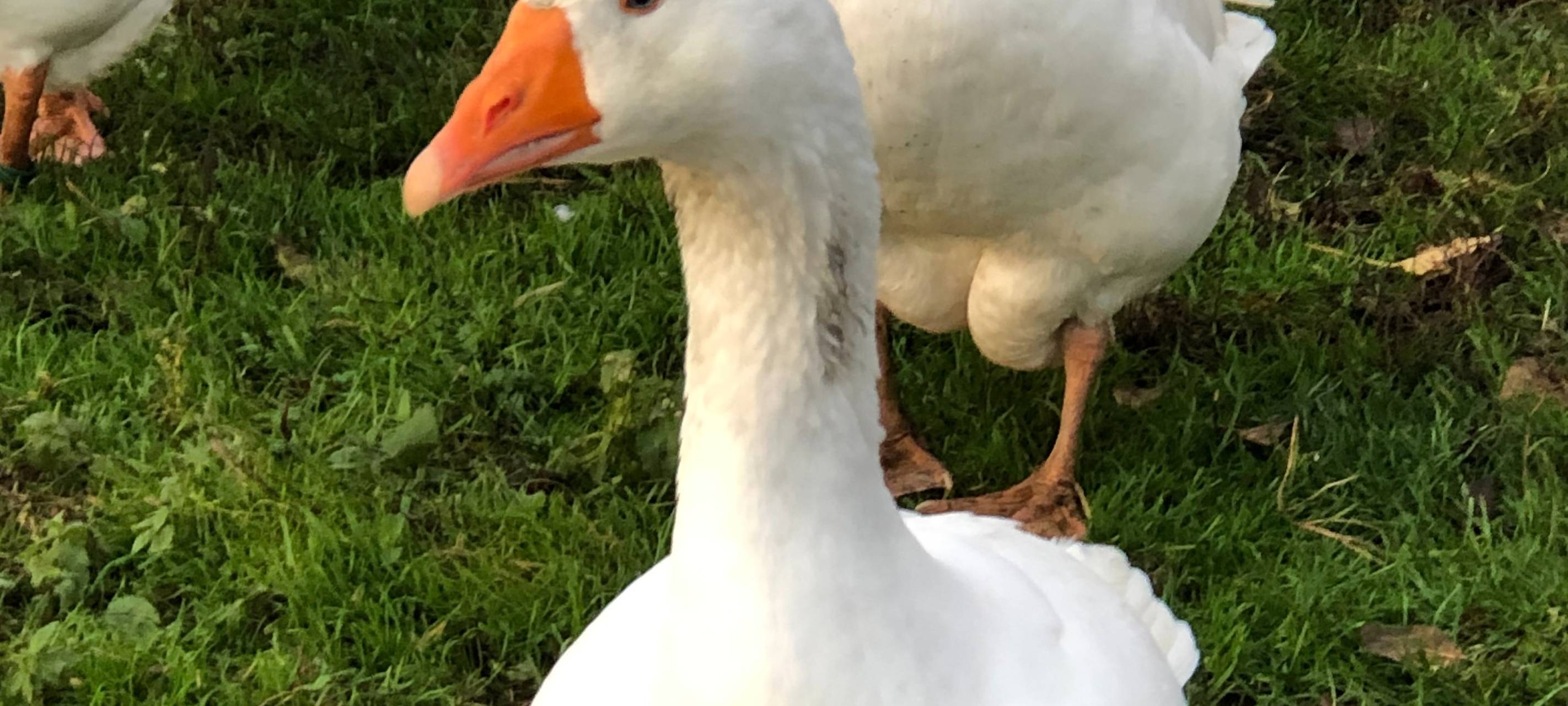 Tierquälerei: Gänse in Schwerte getötet und gestohlen
