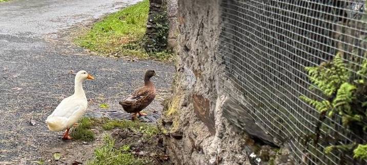 Symbolbild: Ente