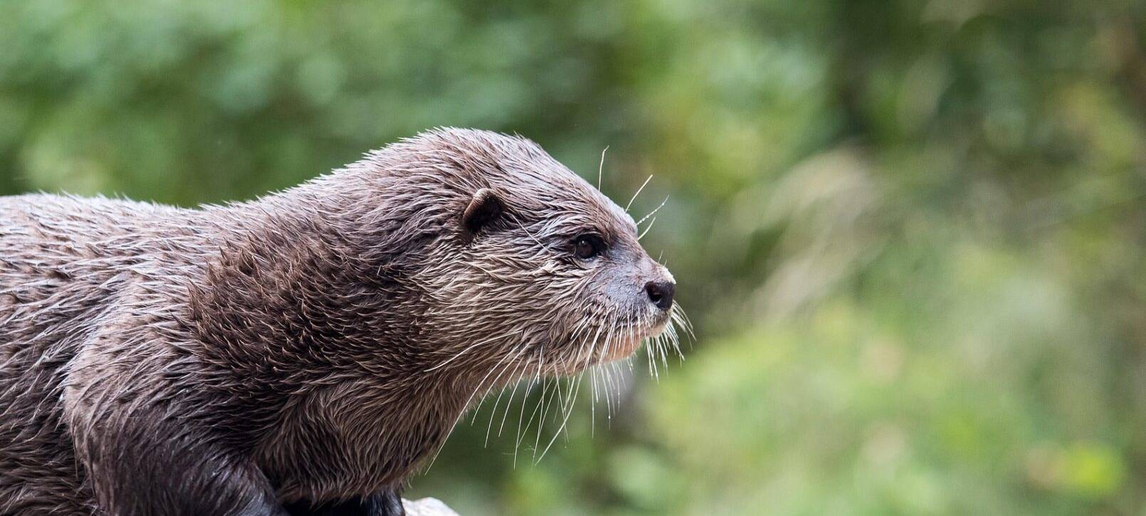 Fischotter zurück an der Lippe im Kreis Unna?