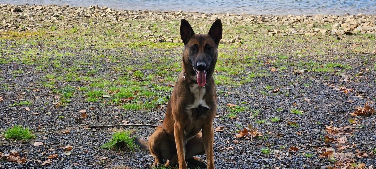 Polizeihund stoppt drei Männer in Lünen