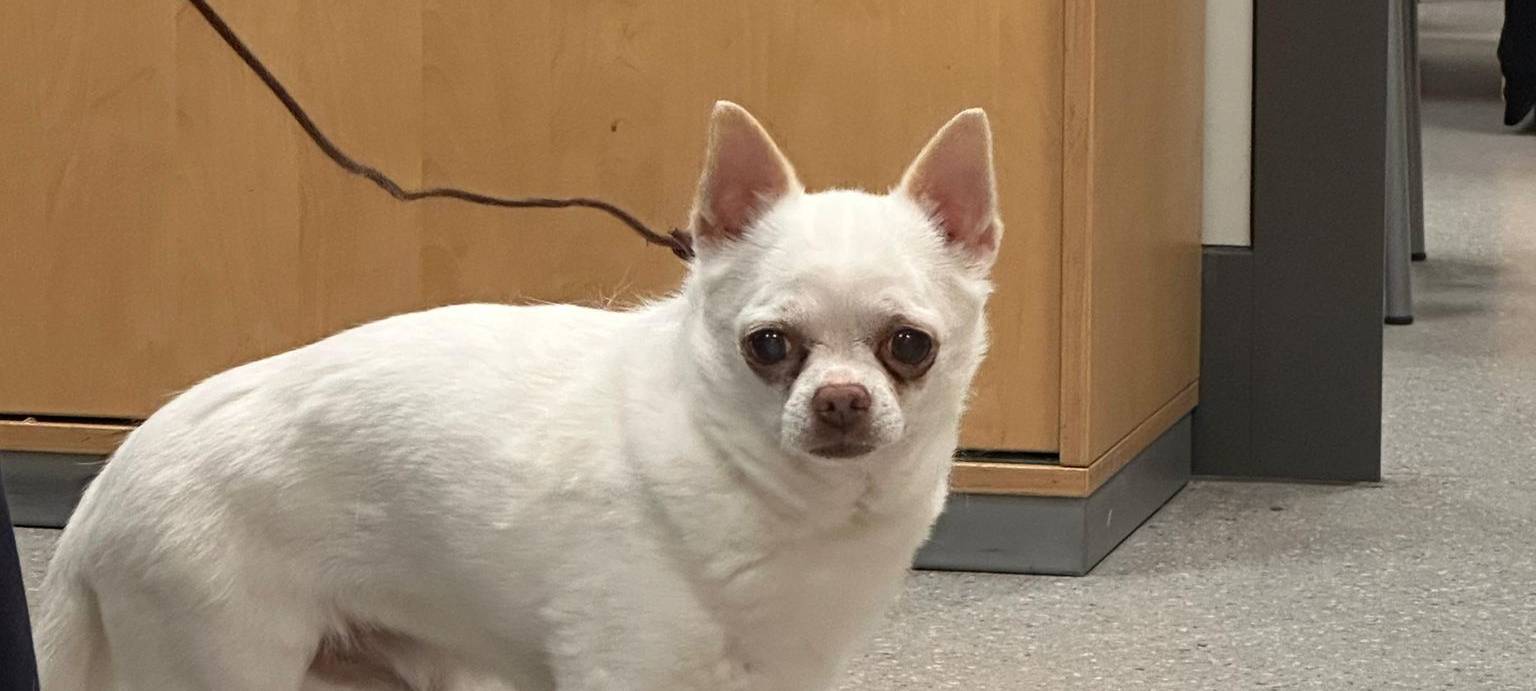 Frauchen gefunden: Polizei übergibt Hund