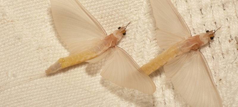 Lünen: Insektenschwärme am Kanal